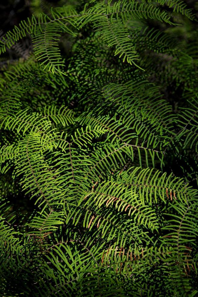 helechos verdes en un bosque foto