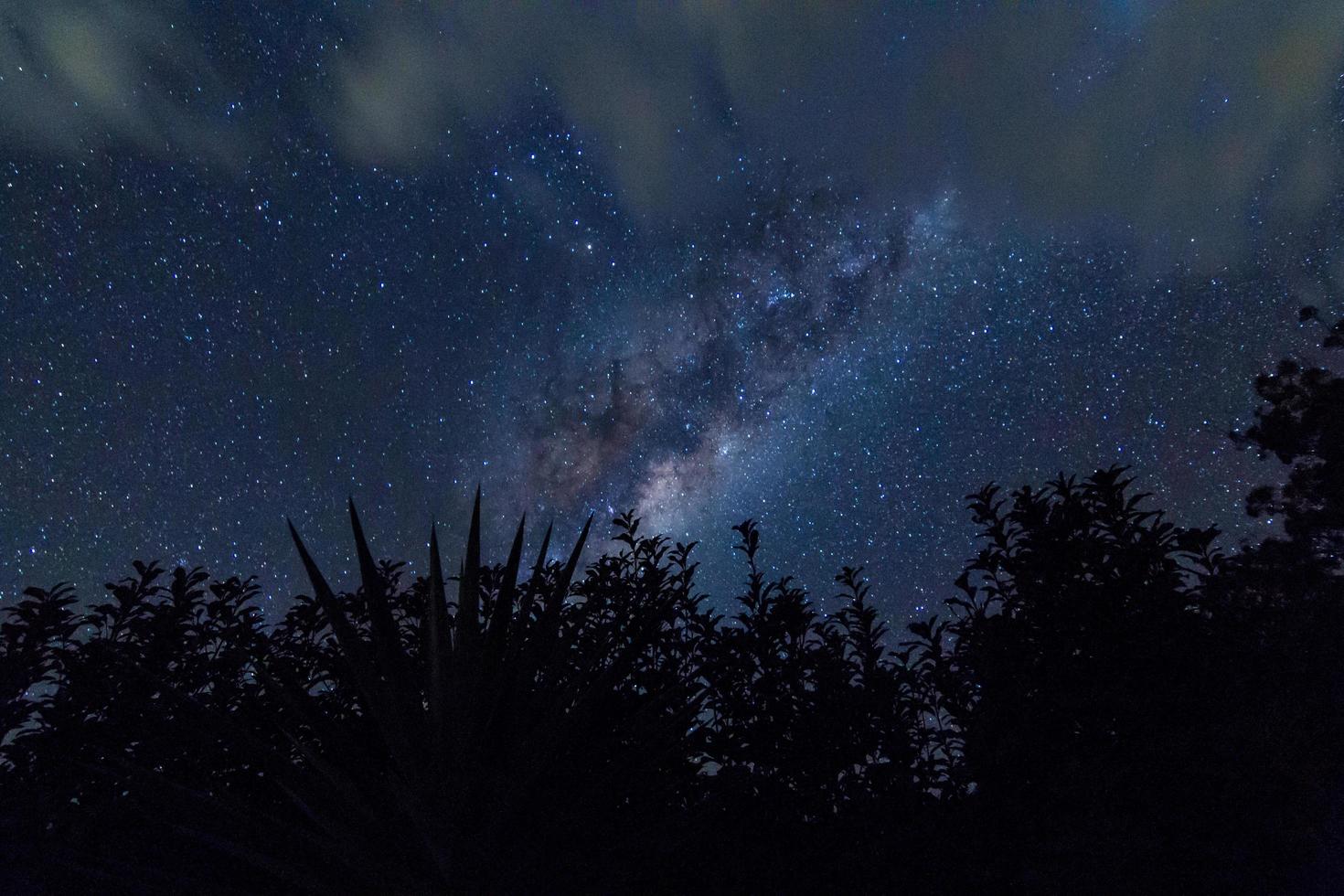 silueta de árboles contra el cielo nocturno foto