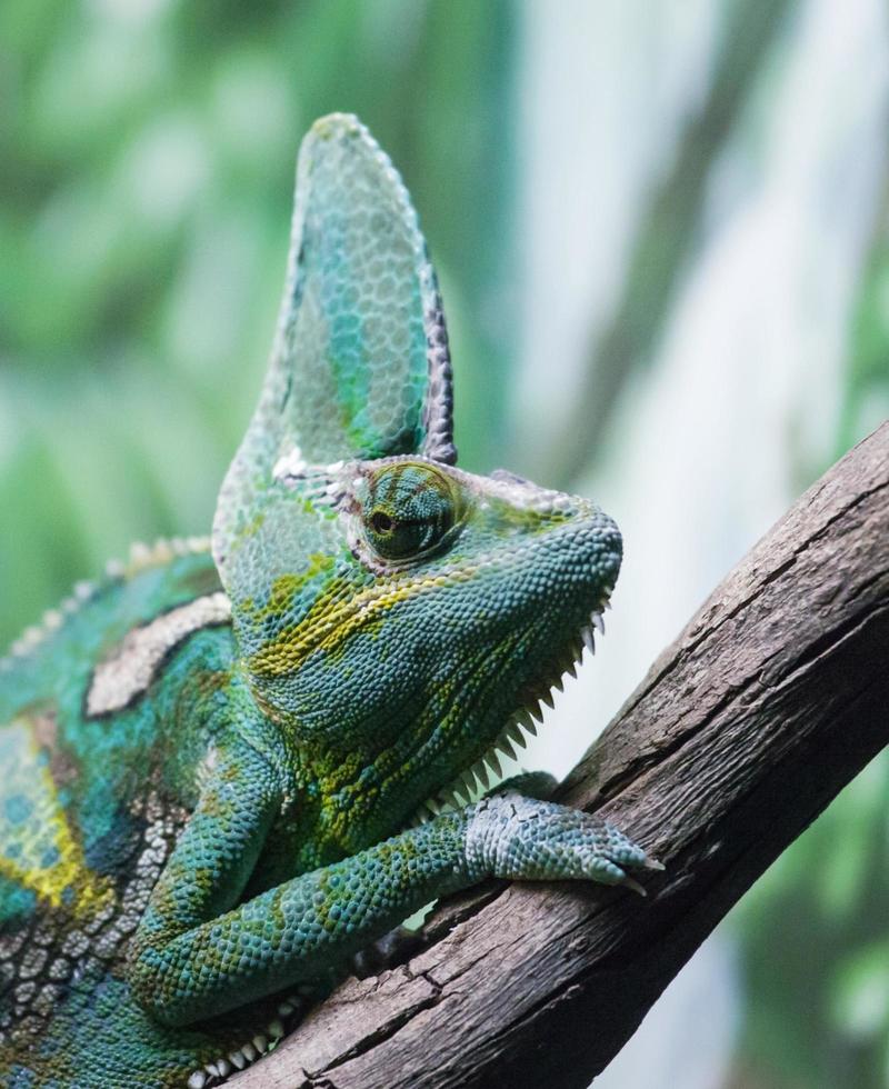 Close-up of a chameleon on a branch photo