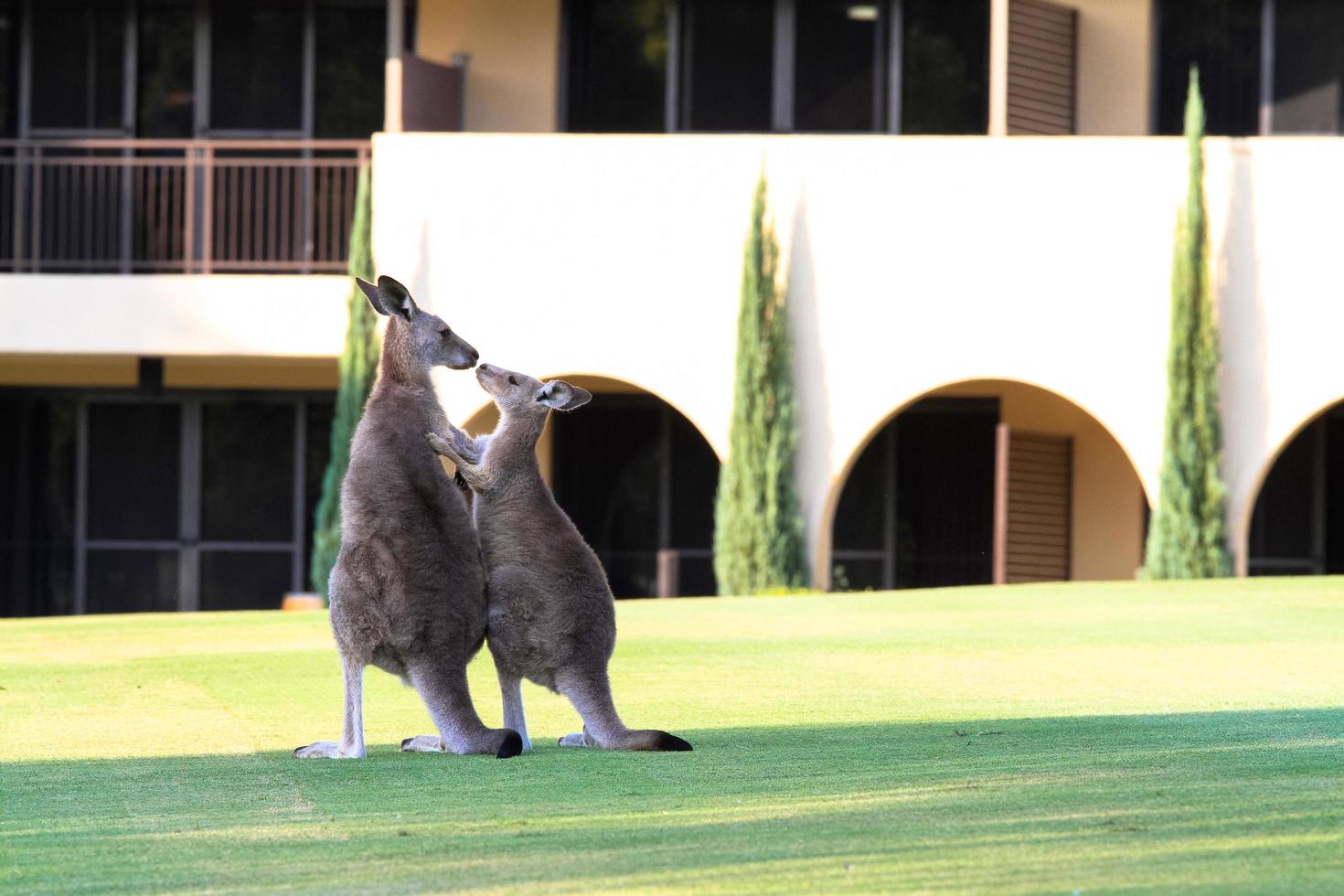 Rothbury, Australia, 2020 - Two kangaroos standing in front of a building photo