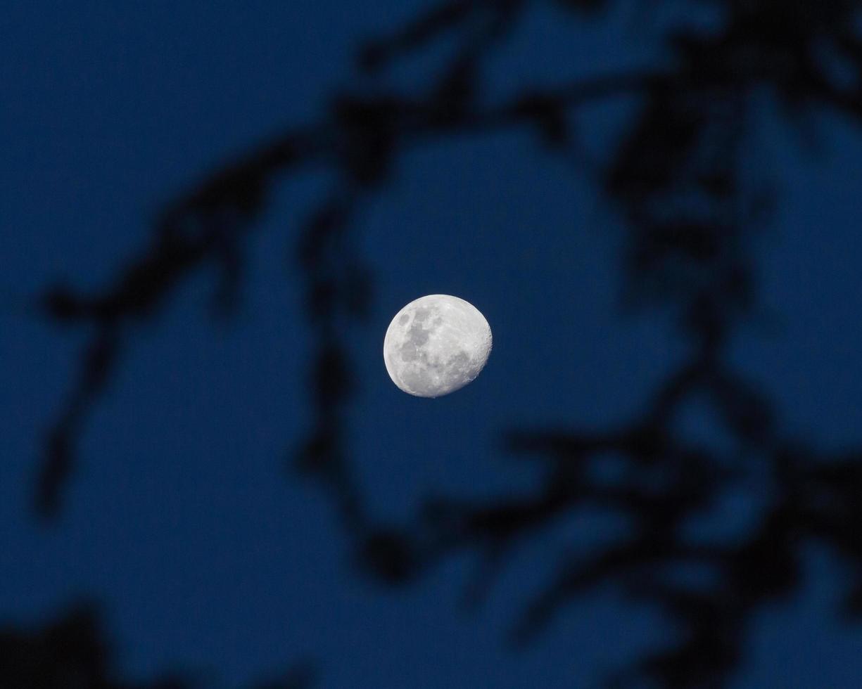 luna rodeada de ramas de árboles foto