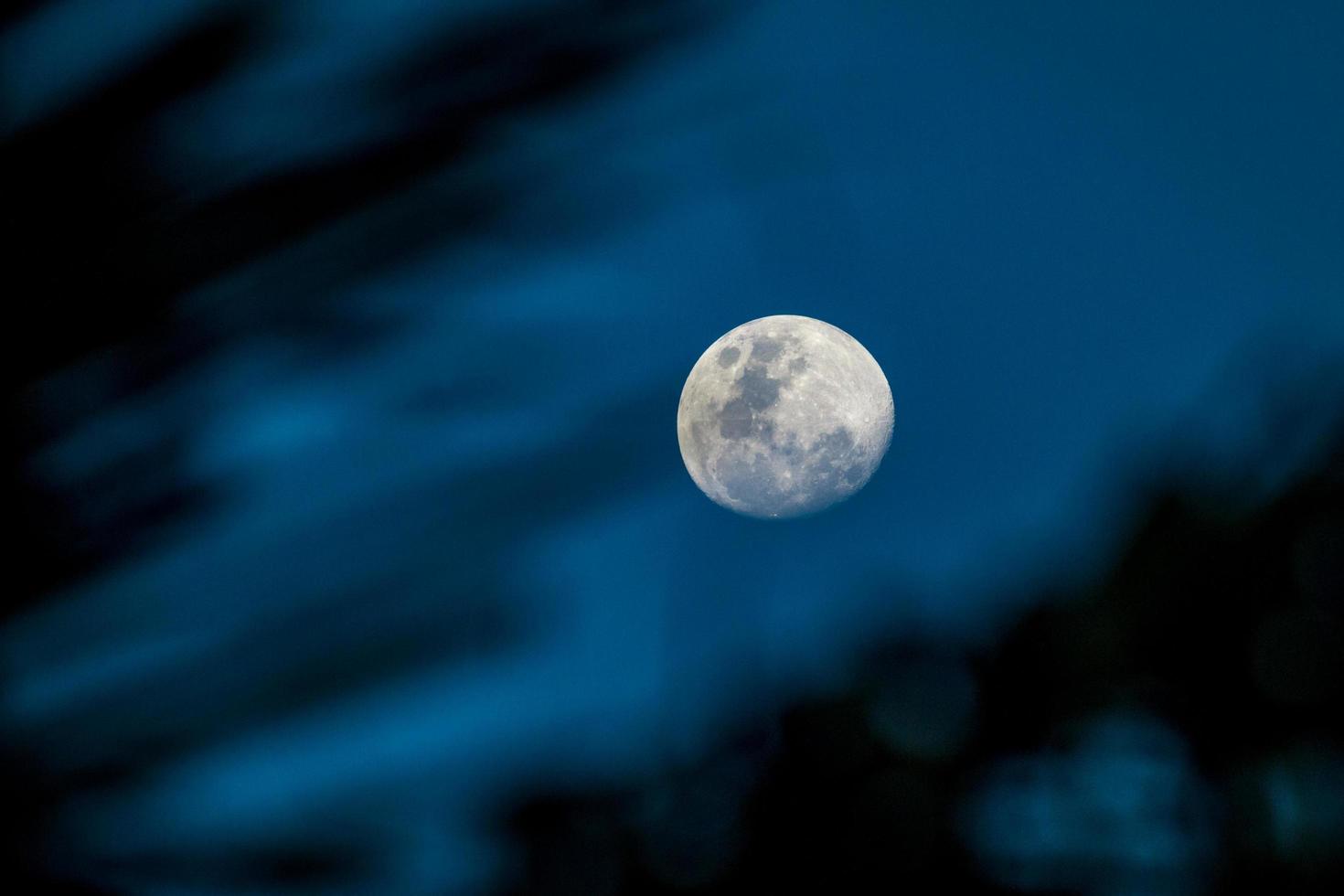 Moon behind leaves photo