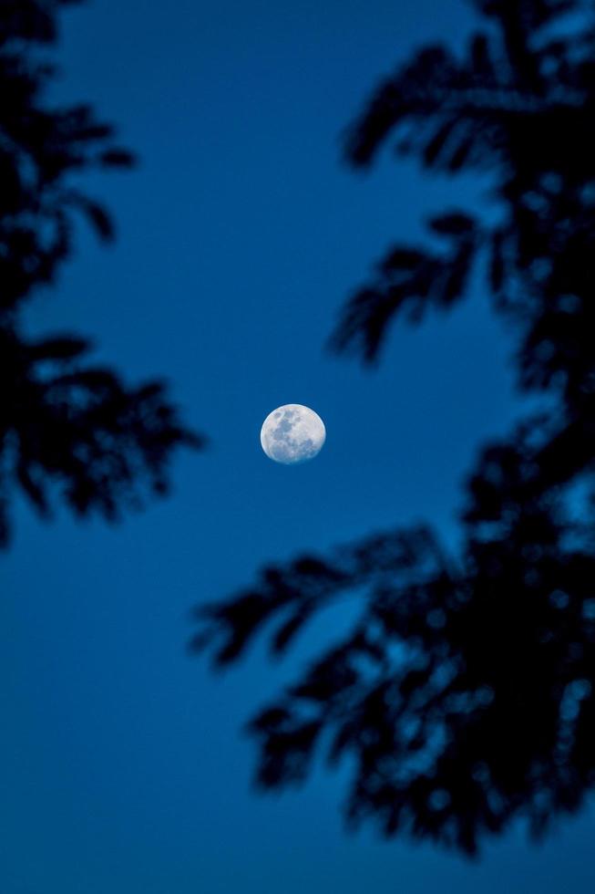 luna llena a través de los árboles foto