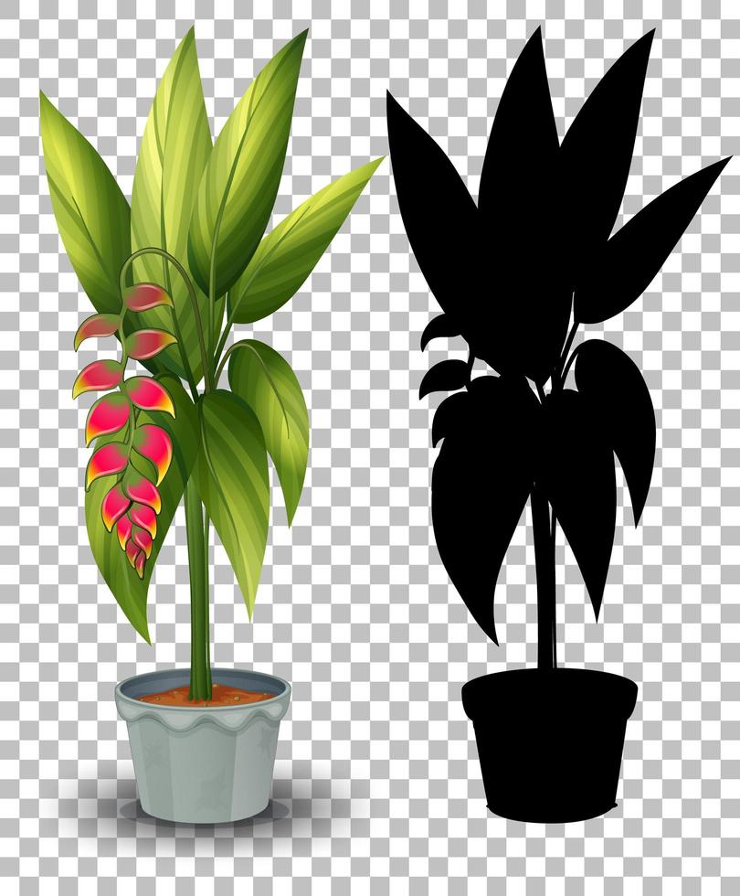 Set of plants in pot vector