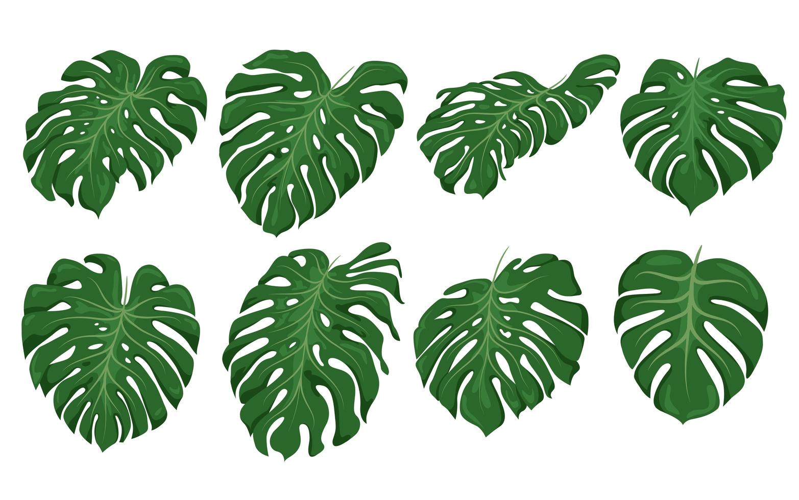 Monstera leaf set, green elements vector