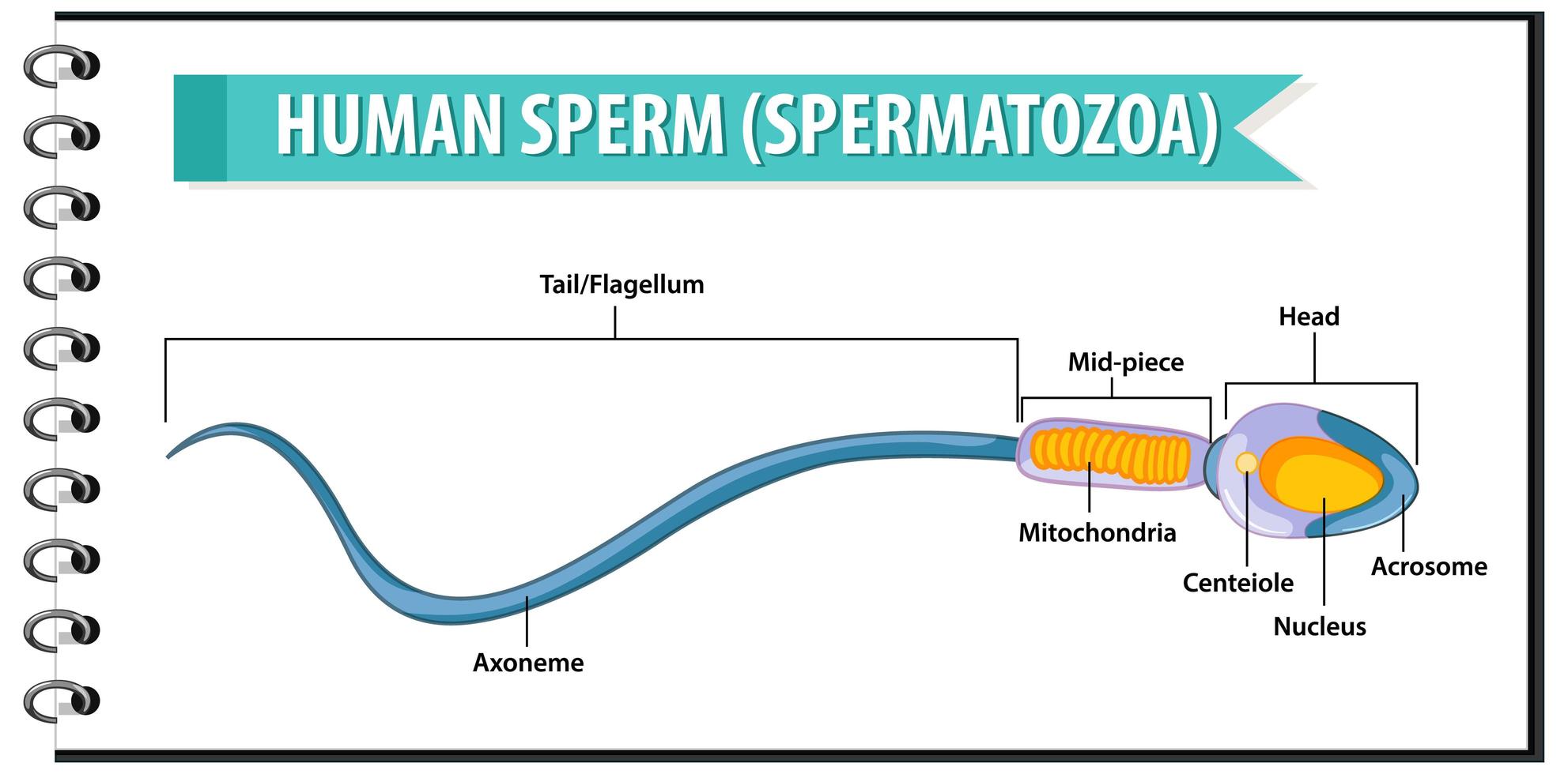 esperma humano o estructura celular de espermatozoides vector