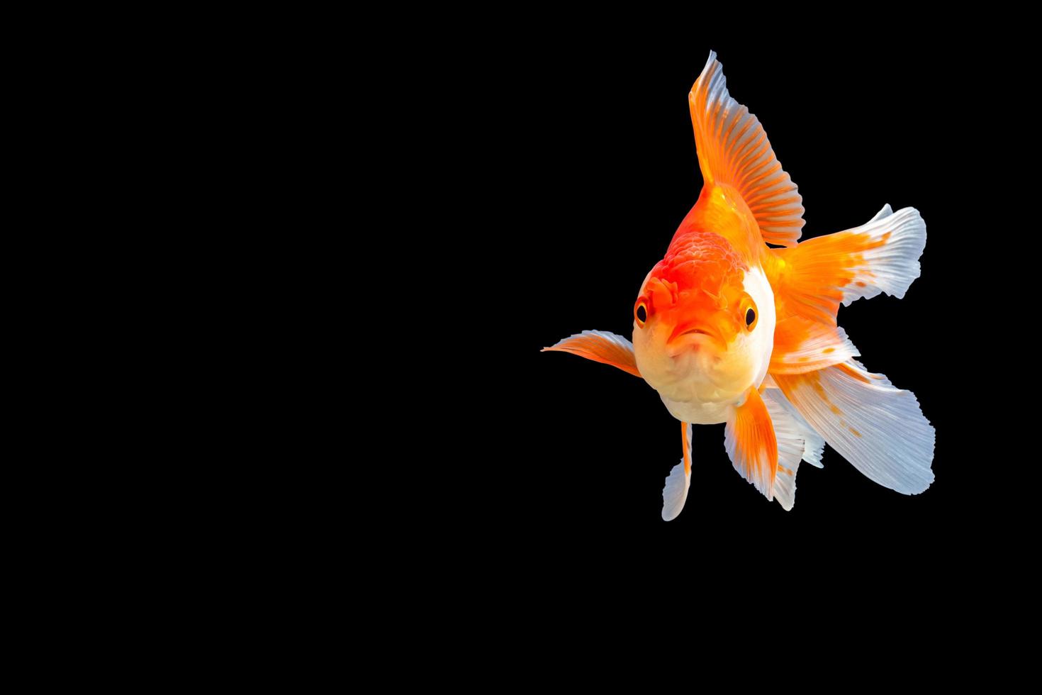 Oranda de pez de colores blanco y naranja foto