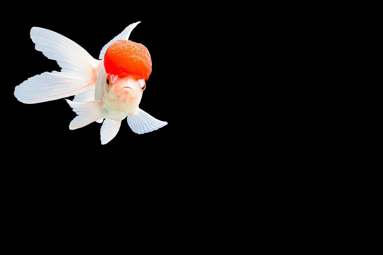 Lionhead Goldfish or Ranchu goldfish photo