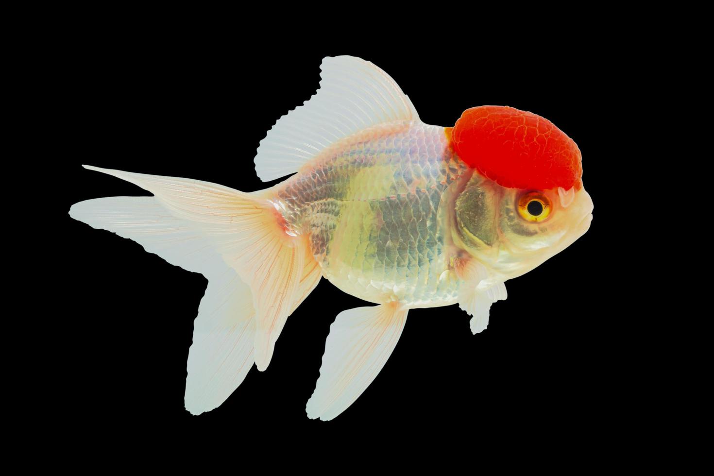 Close-up shot at Lionhead Goldfish or Ranchu goldfish red head white body. photo