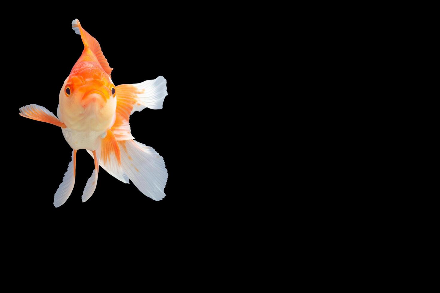 Oranda de pez de colores blanco y naranja foto