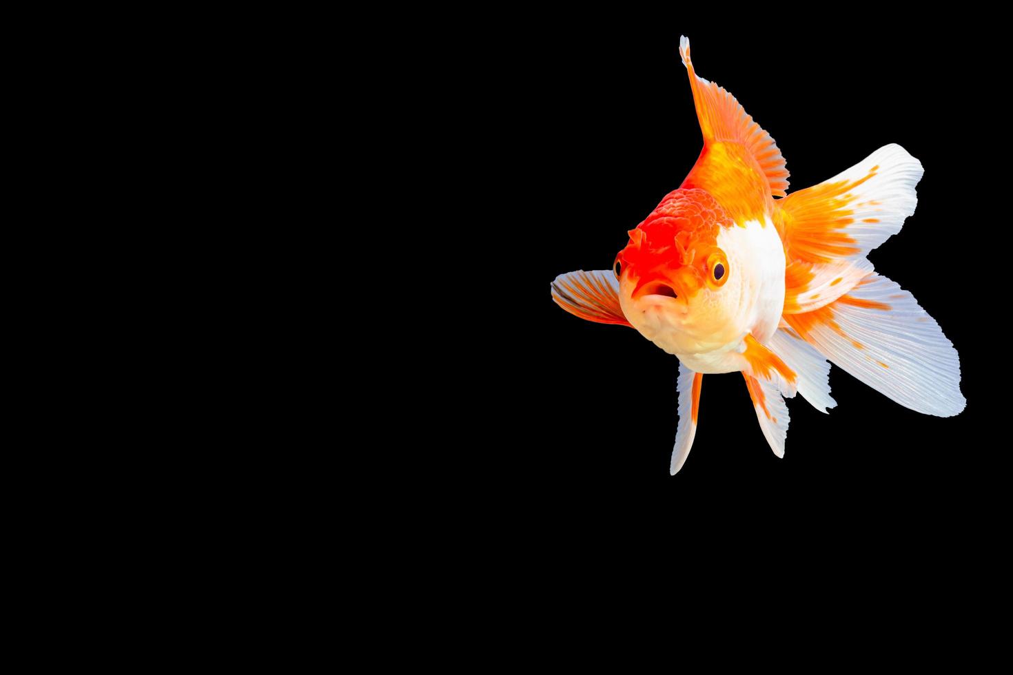 White and orange goldfish oranda photo
