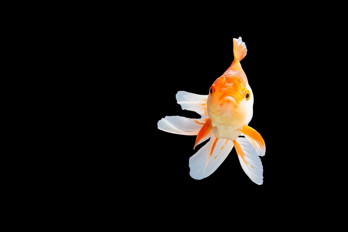 Oranda de pez de colores blanco y naranja foto