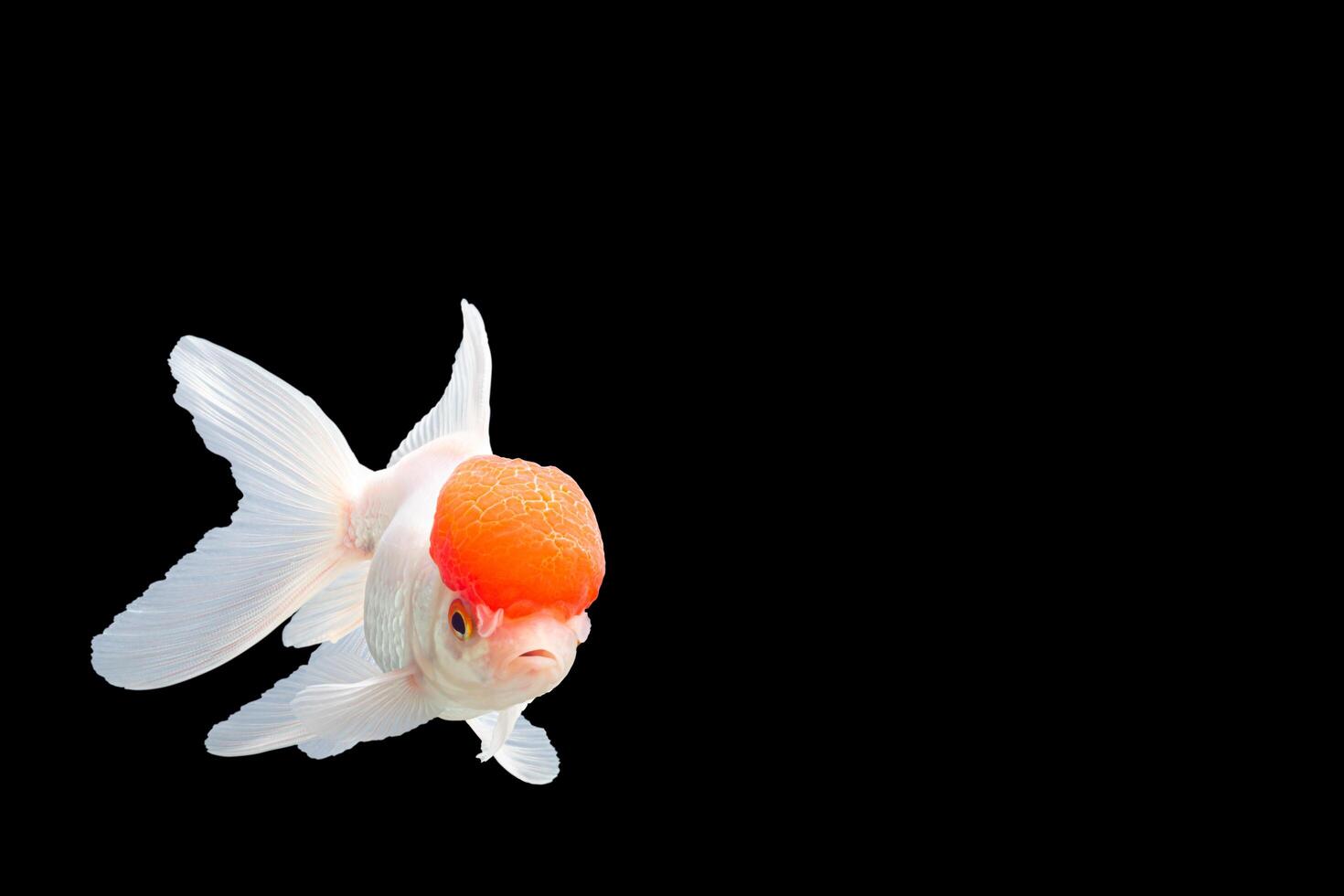 Lionhead Goldfish or Ranchu goldfish photo