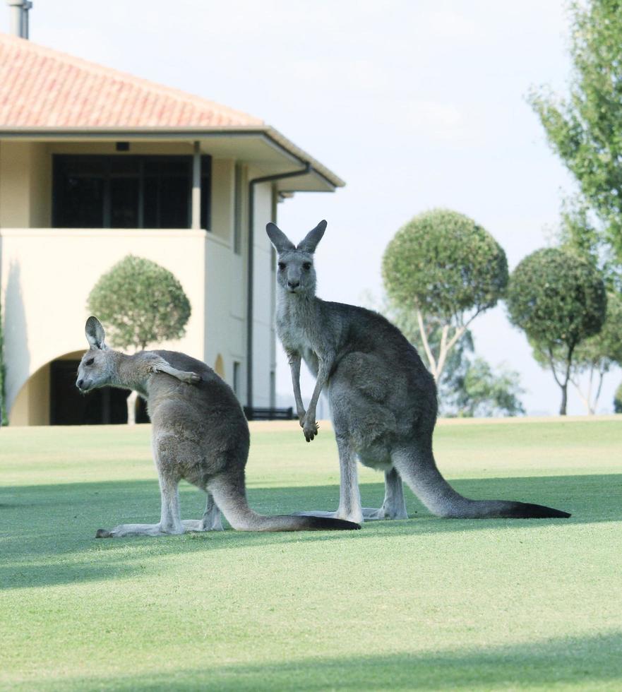 Sydney, Australia, 2020 - A view of a mother and baby kangaroo in a field photo