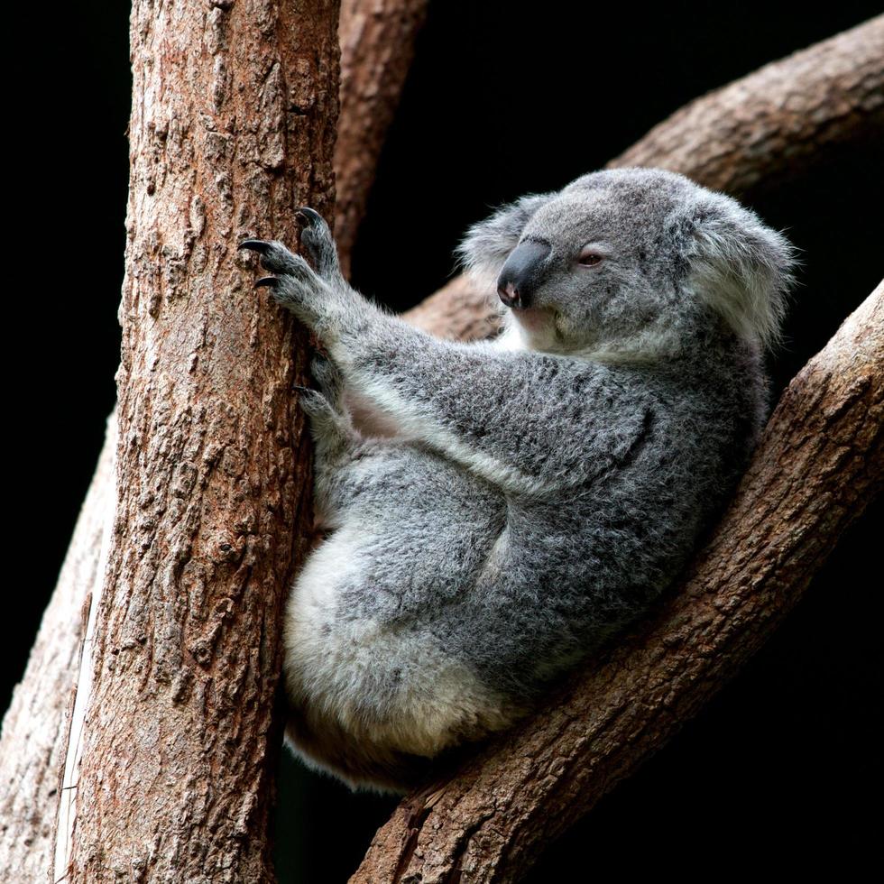 Gray koala perching on tree photo