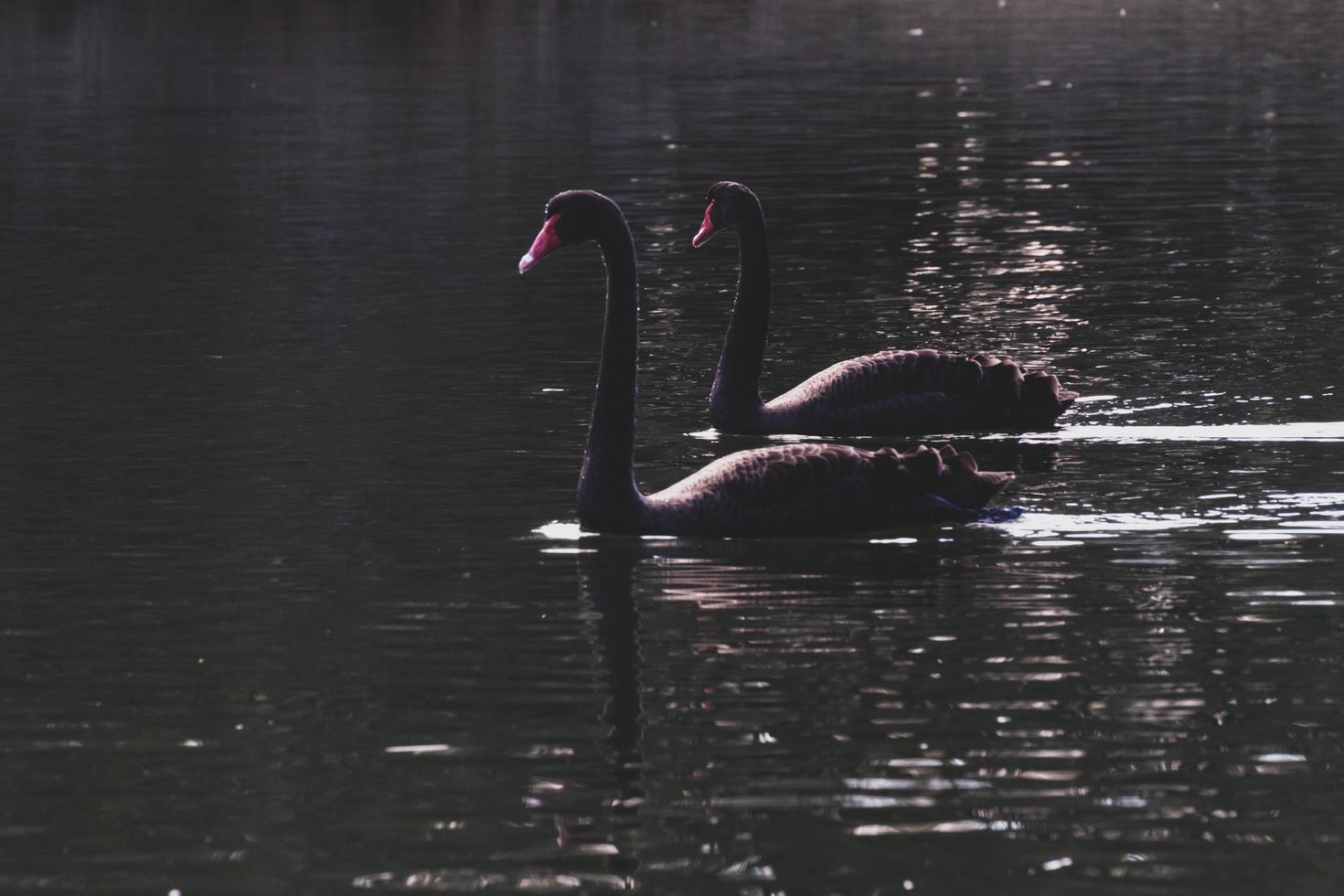 Black swans on dark water photo