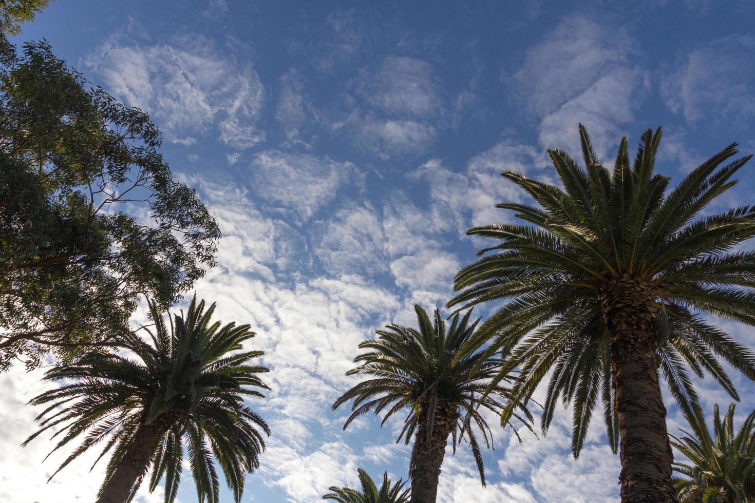 Palm trees under a blue sky photo