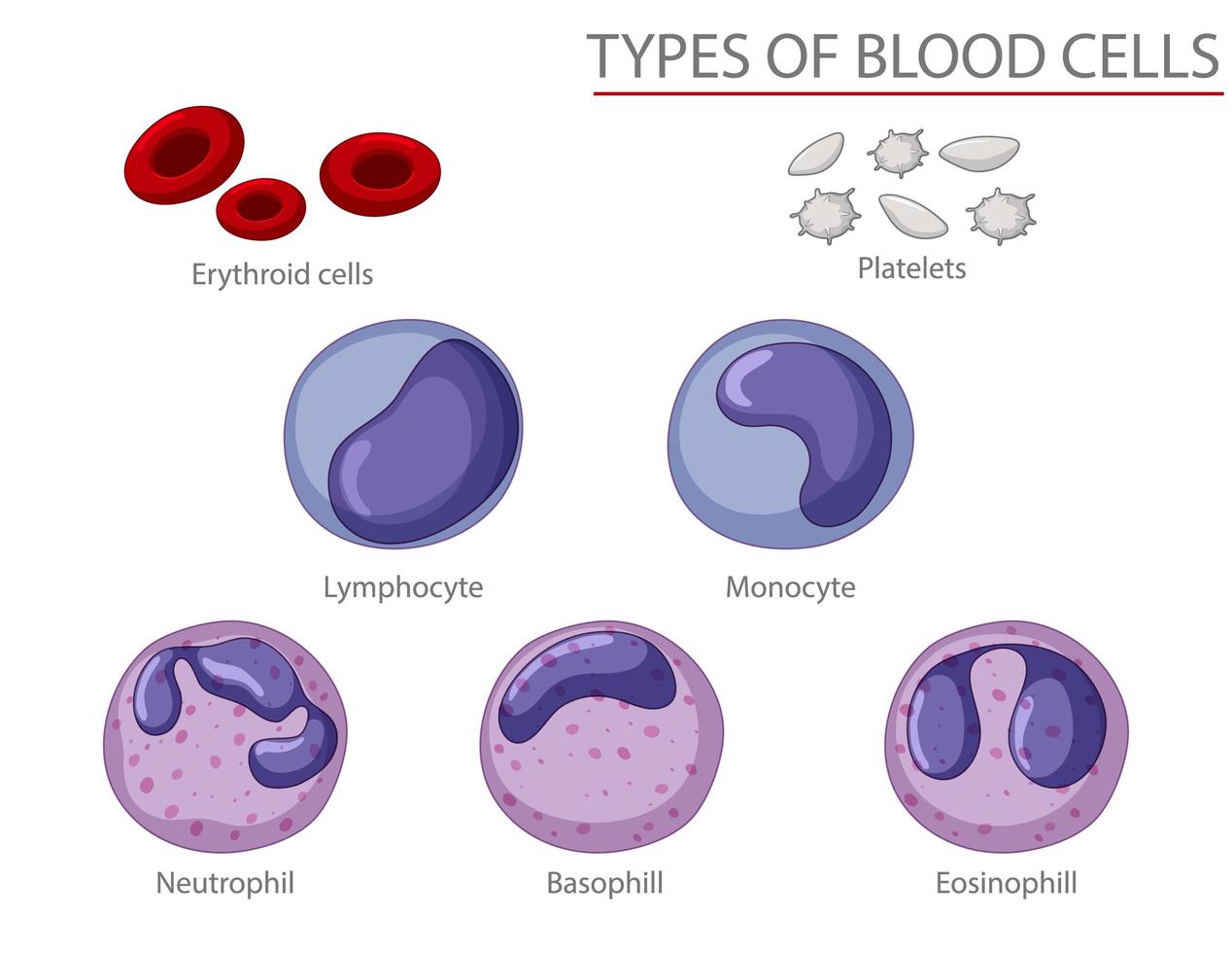 Type of blood cells infographic vector