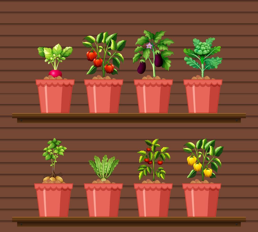 Set of different vegetables in different pot on wood wall shelf vector