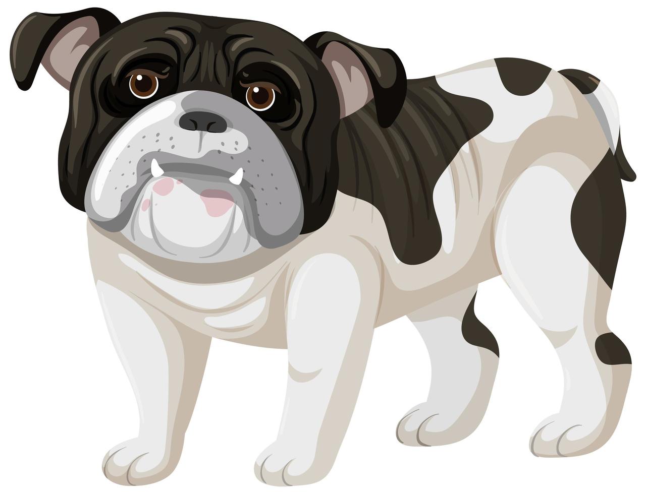 Boxer cartoon style on white background vector