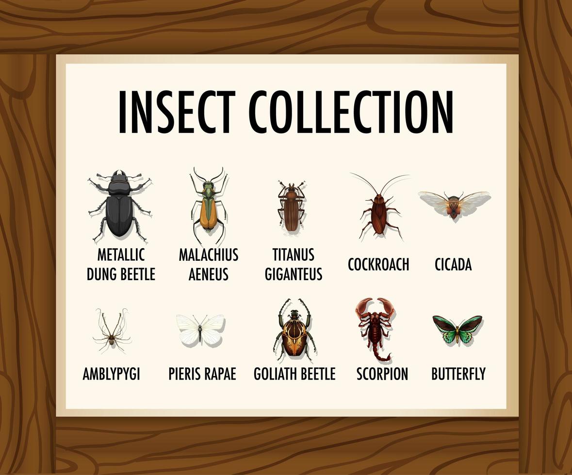 Set of insect collection banner on wooden table vector