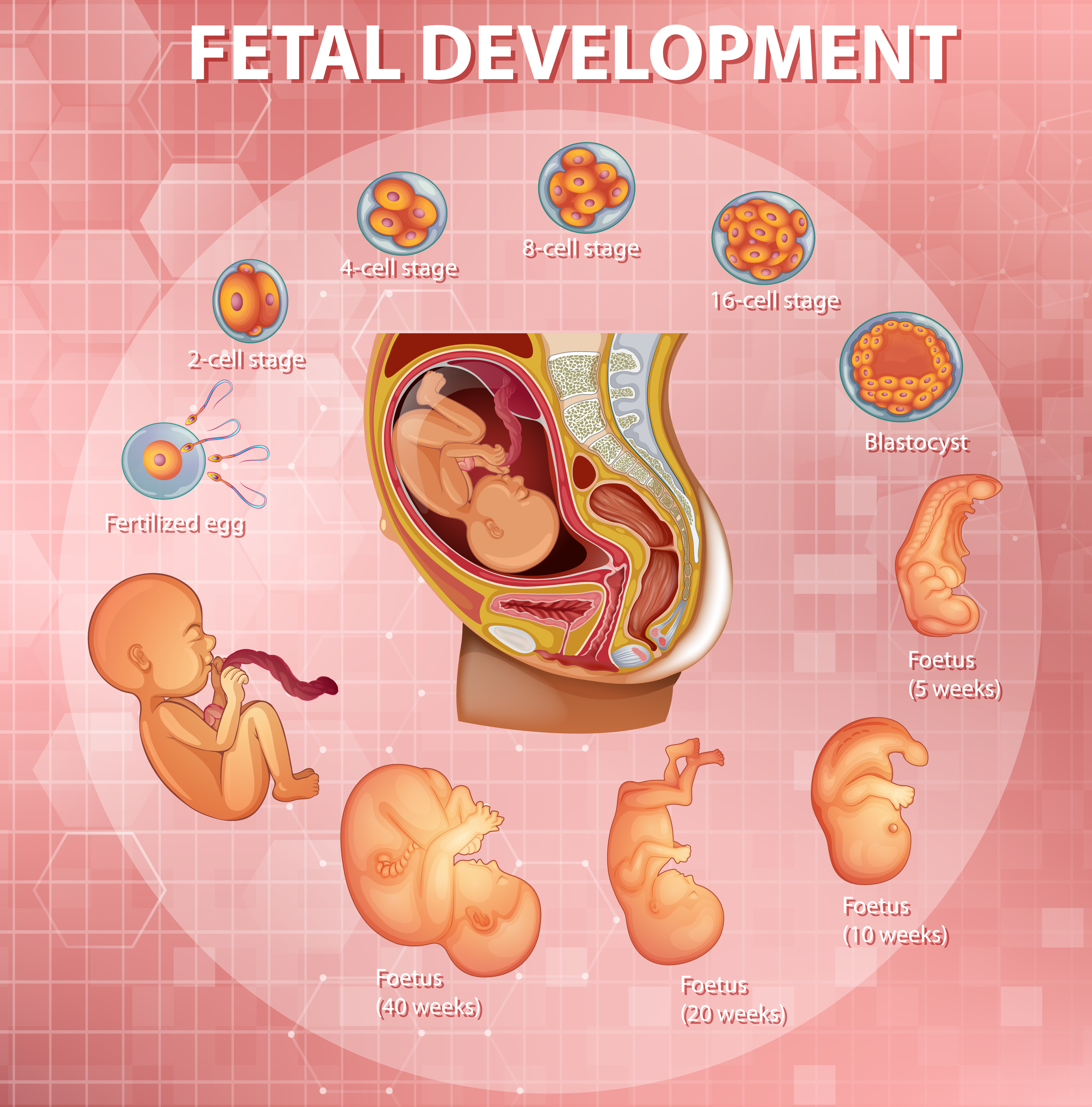 Stages human embryonic development 1437095 Vector Art at Vecteezy Stages human embryonic development 1437095 Vector Art at Vecteezy