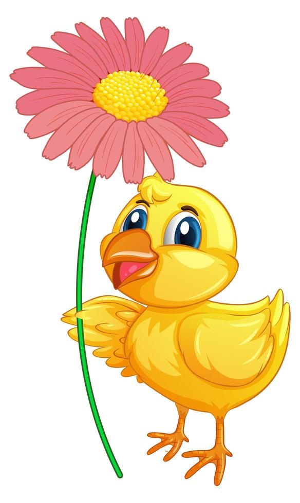 Patito sosteniendo una flor sobre fondo blanco. vector