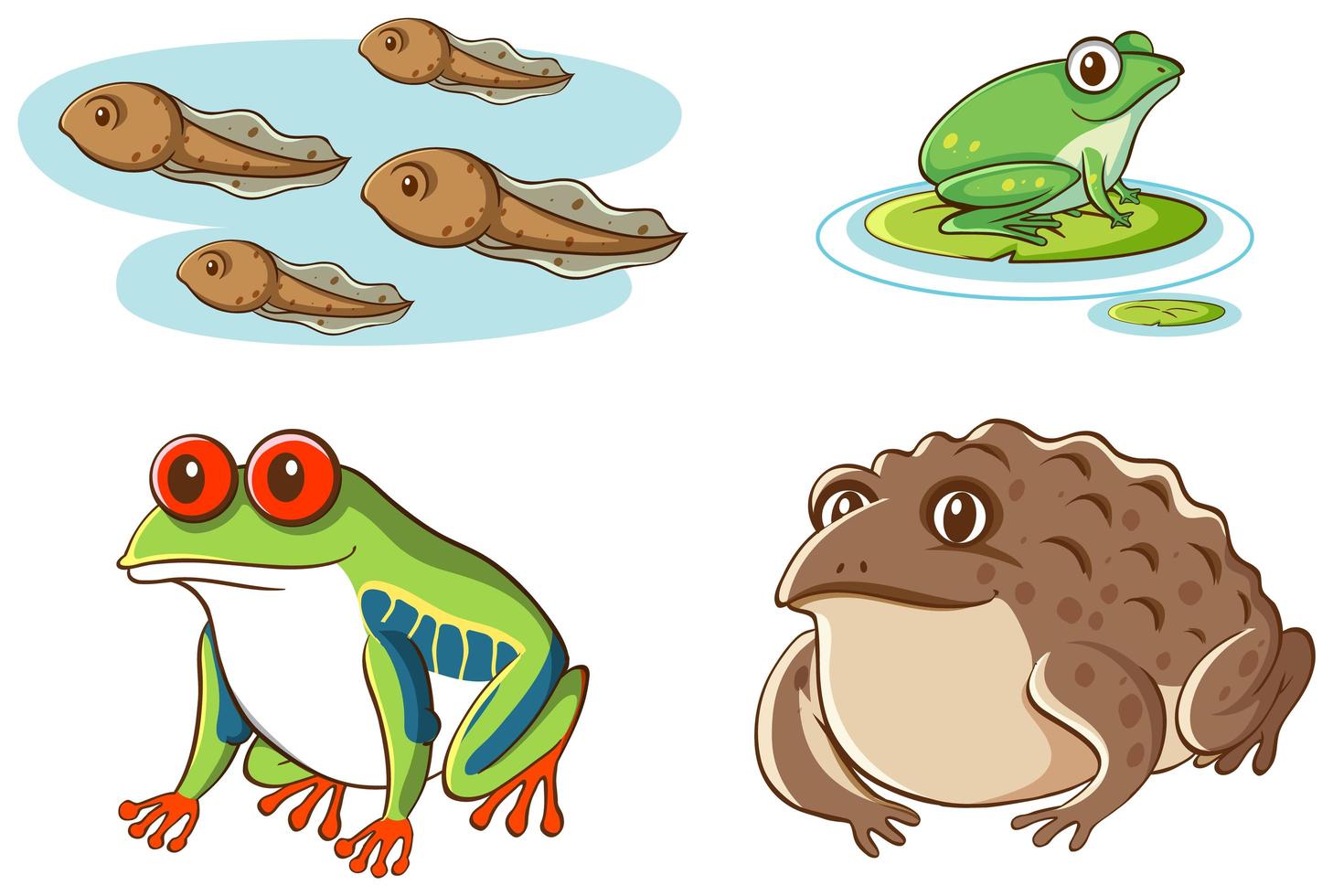 Isolated picture of tadpoles and frogs vector