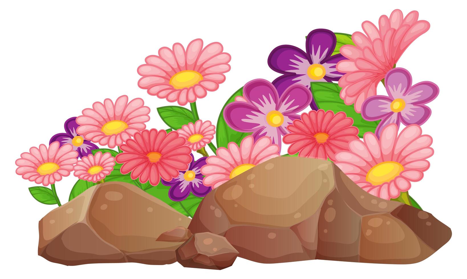 Pink gerbera daisy flowers on white background vector