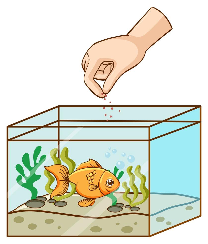 Hand feeding goldfish in the tank vector