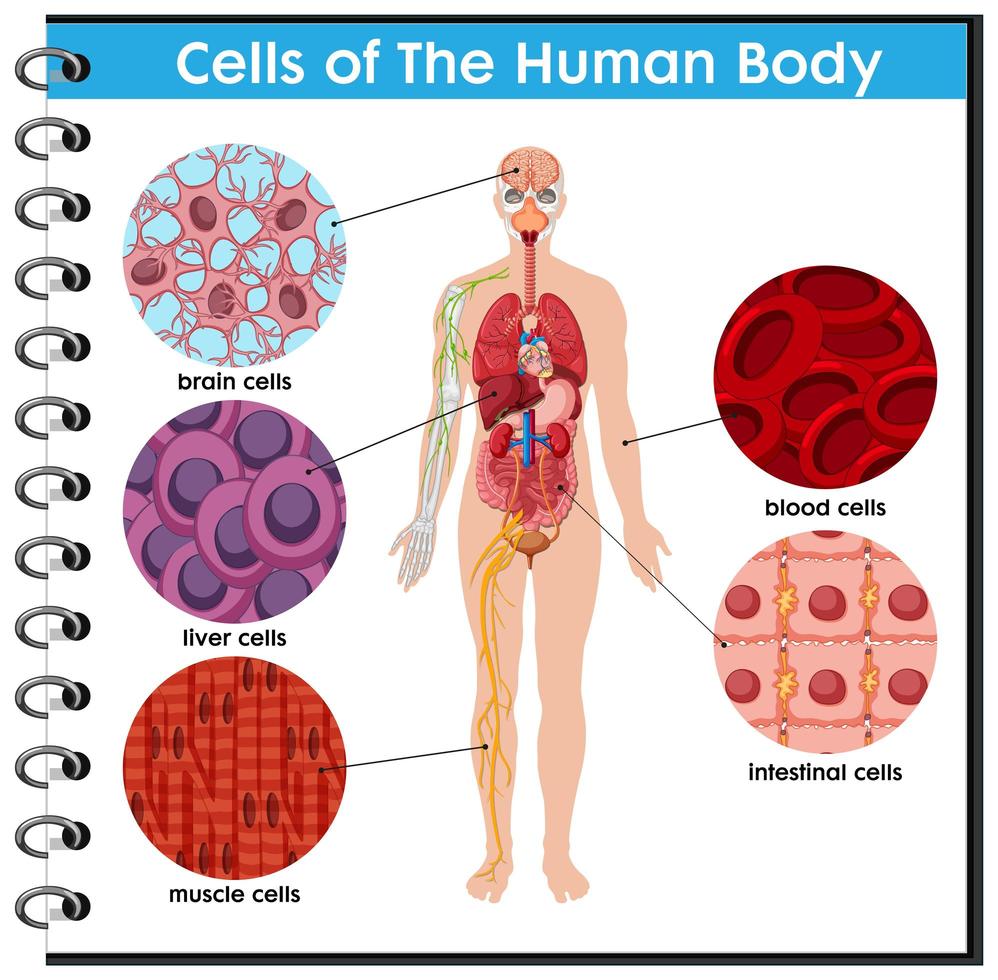 cartel de la célula del cuerpo humano vector