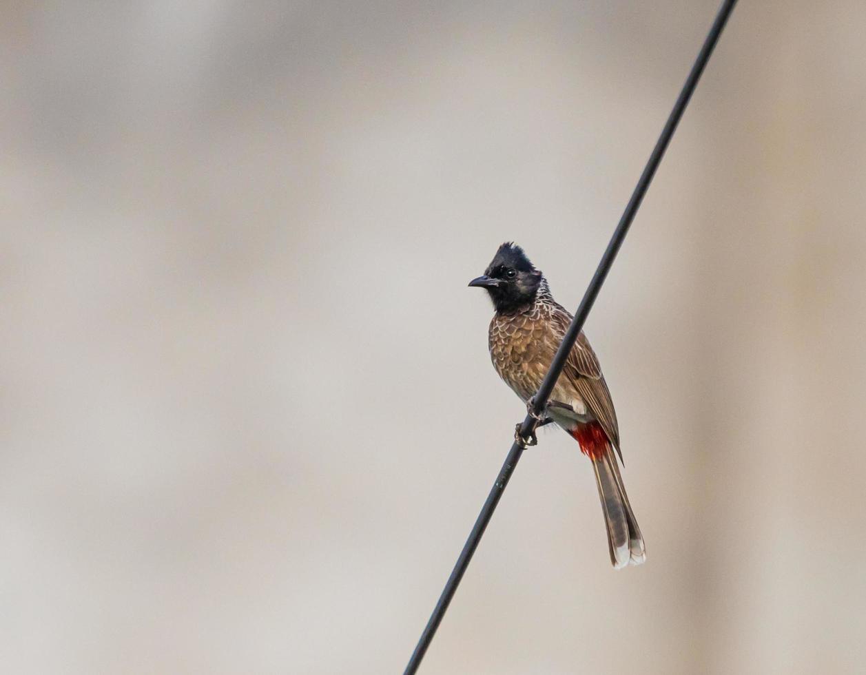 Brown and red bird on a wire photo