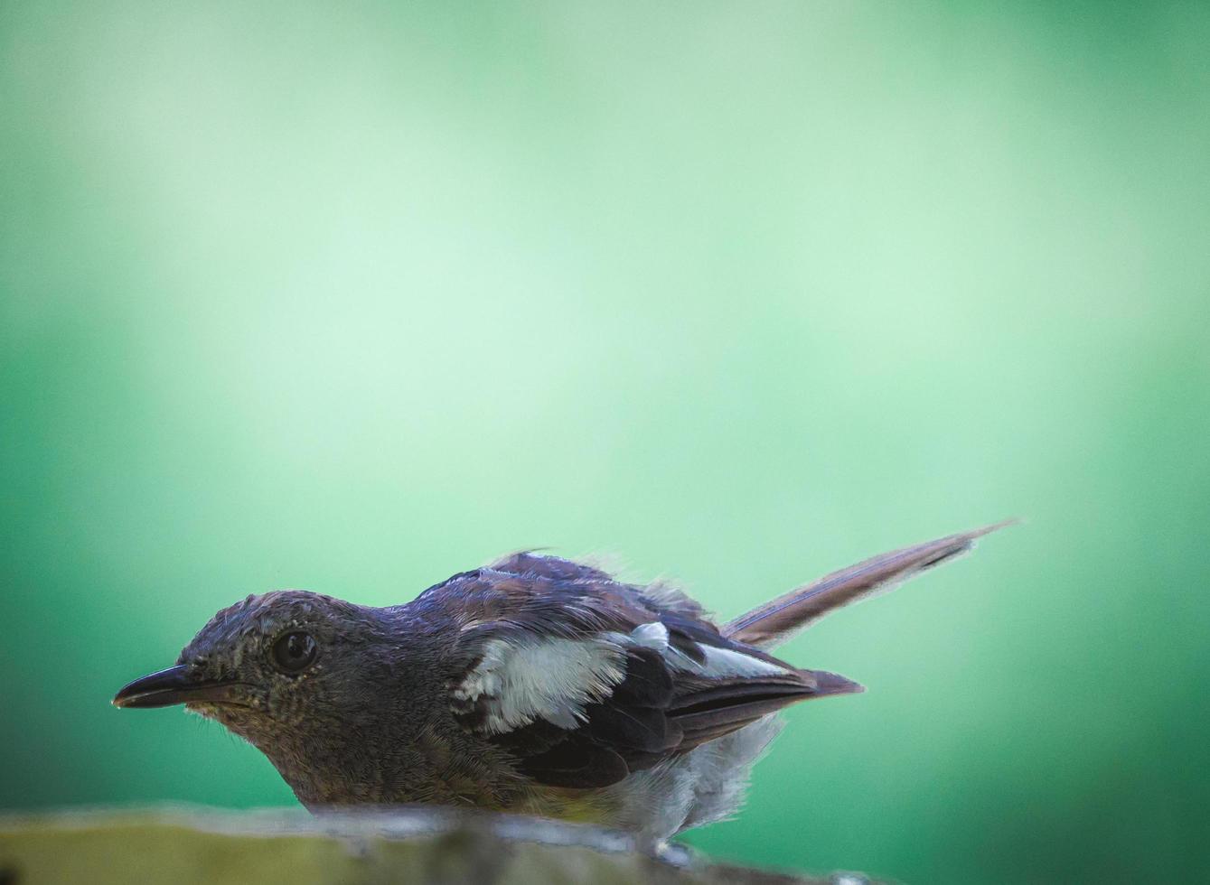 pájaro preparándose para beber agua foto