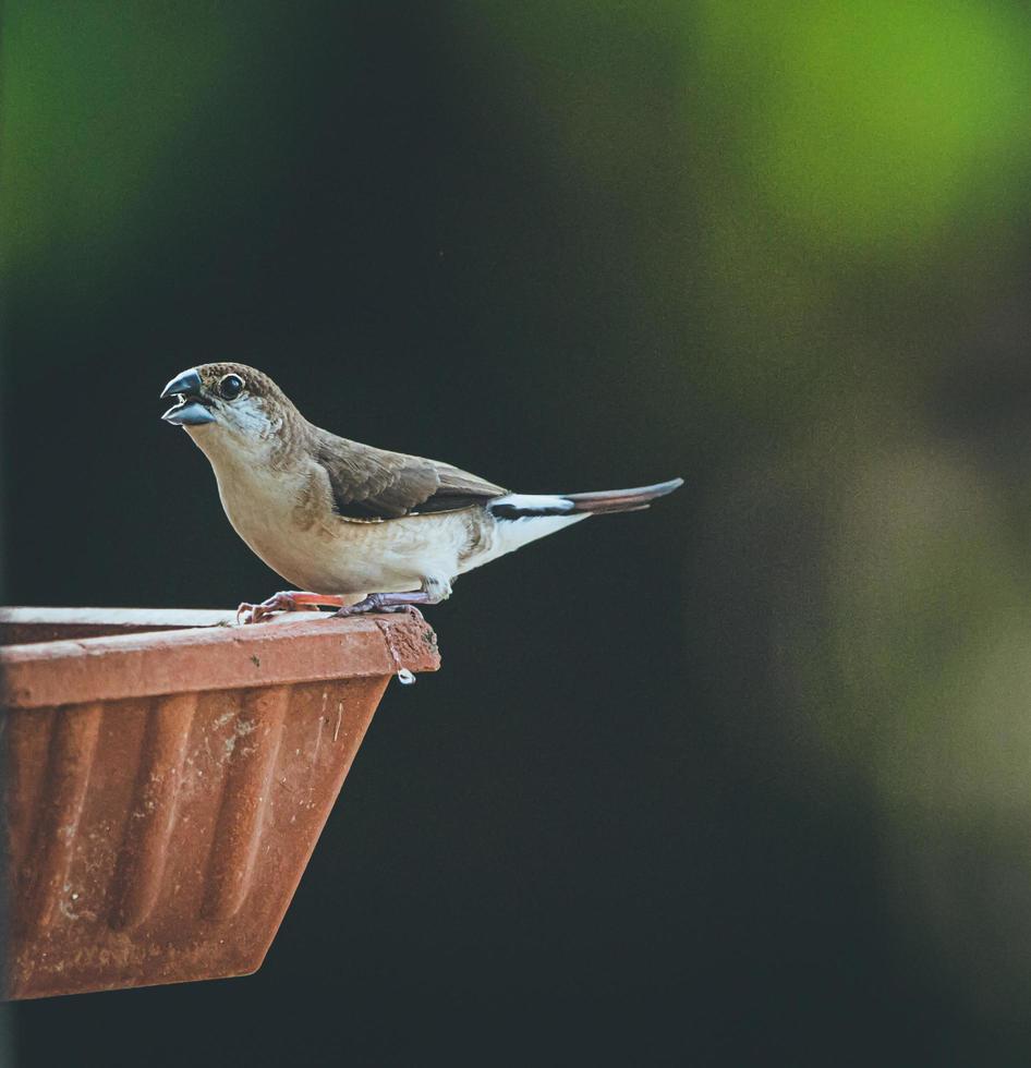 gorrión en un comedero para pájaros foto