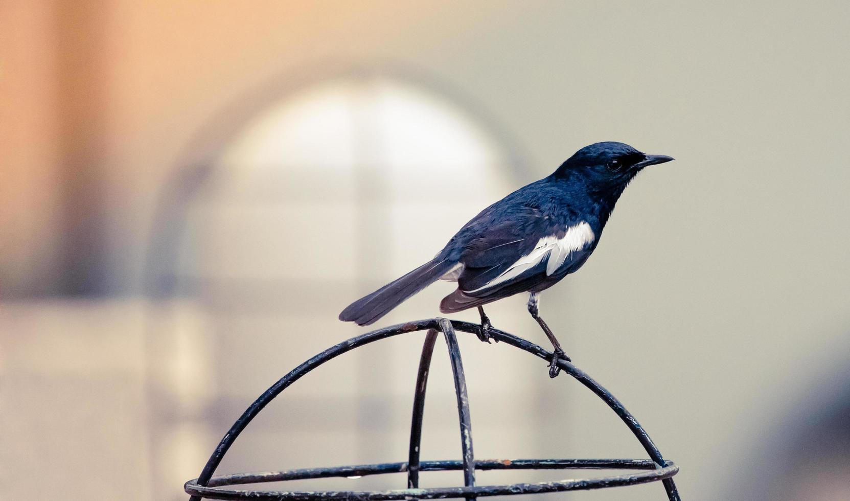 Black and white bird on a metal cage photo