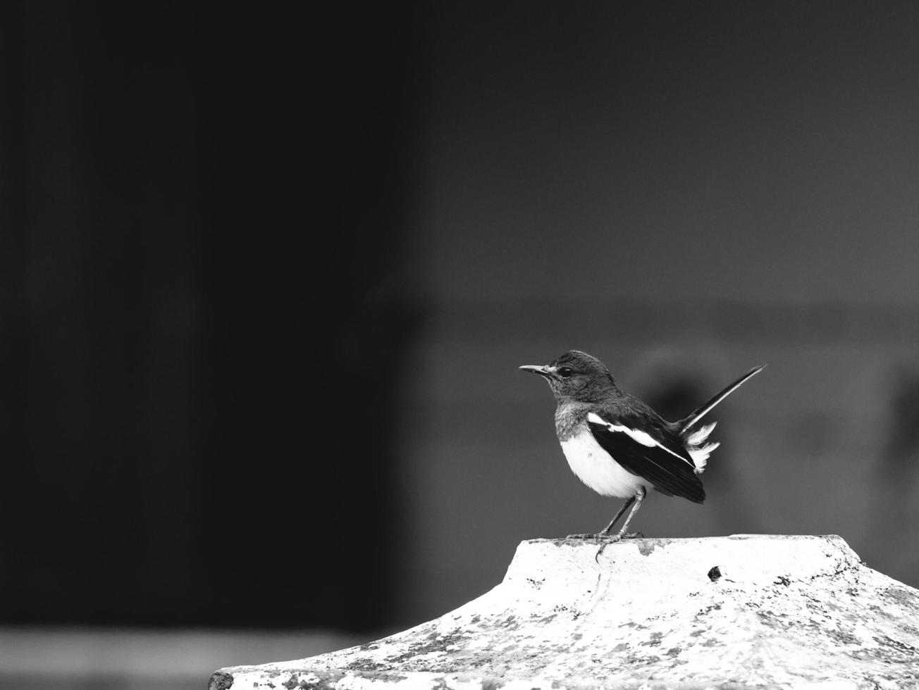 Grayscale of a bird on a tree branch photo