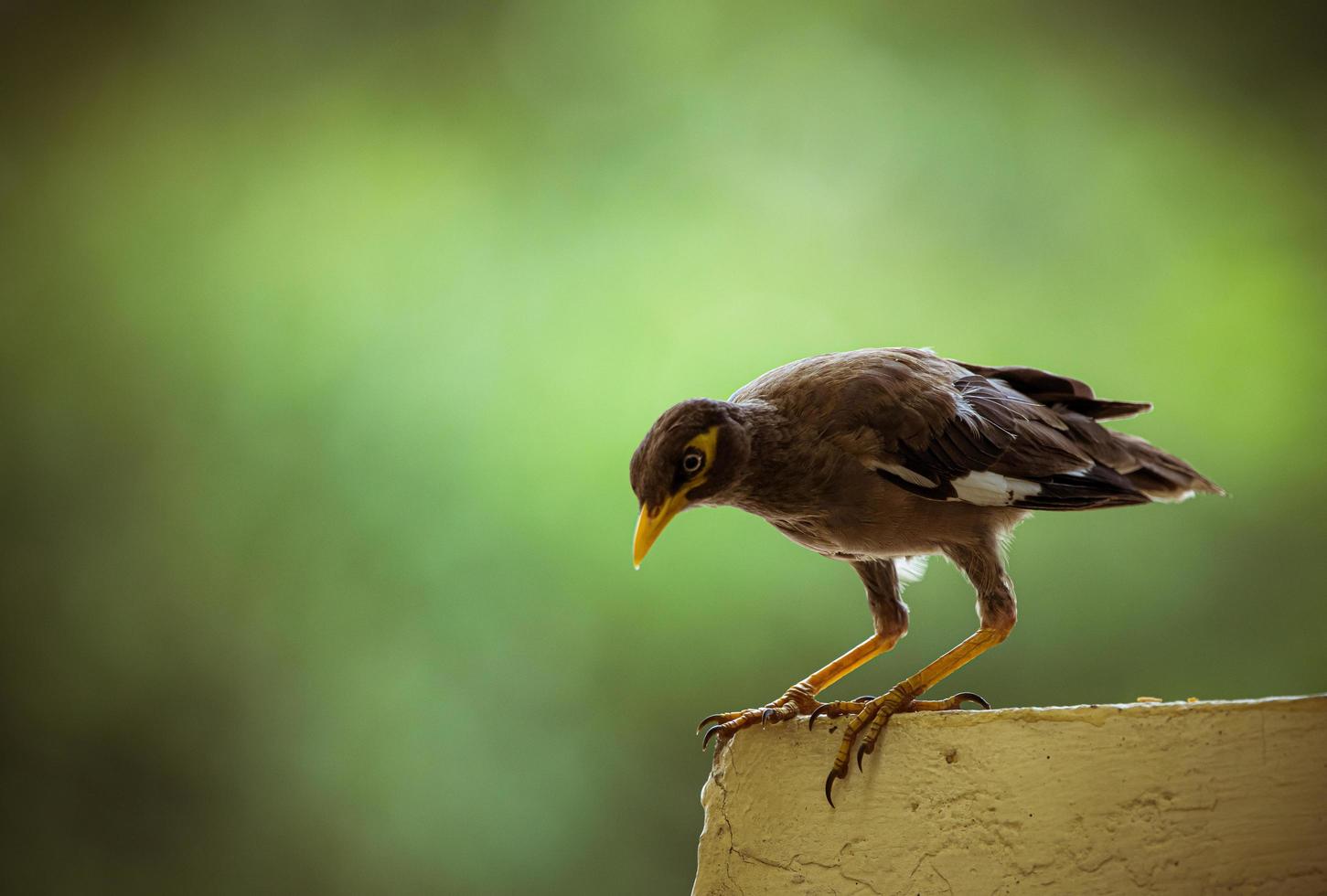 Brown bird perched on railing photo