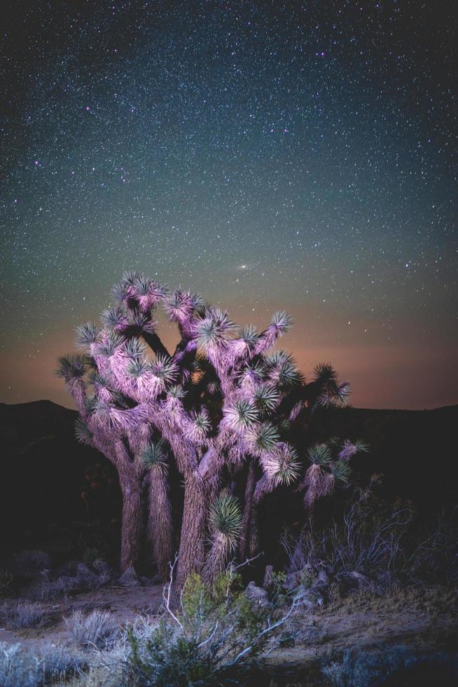 árbol del desierto iluminado por la noche foto