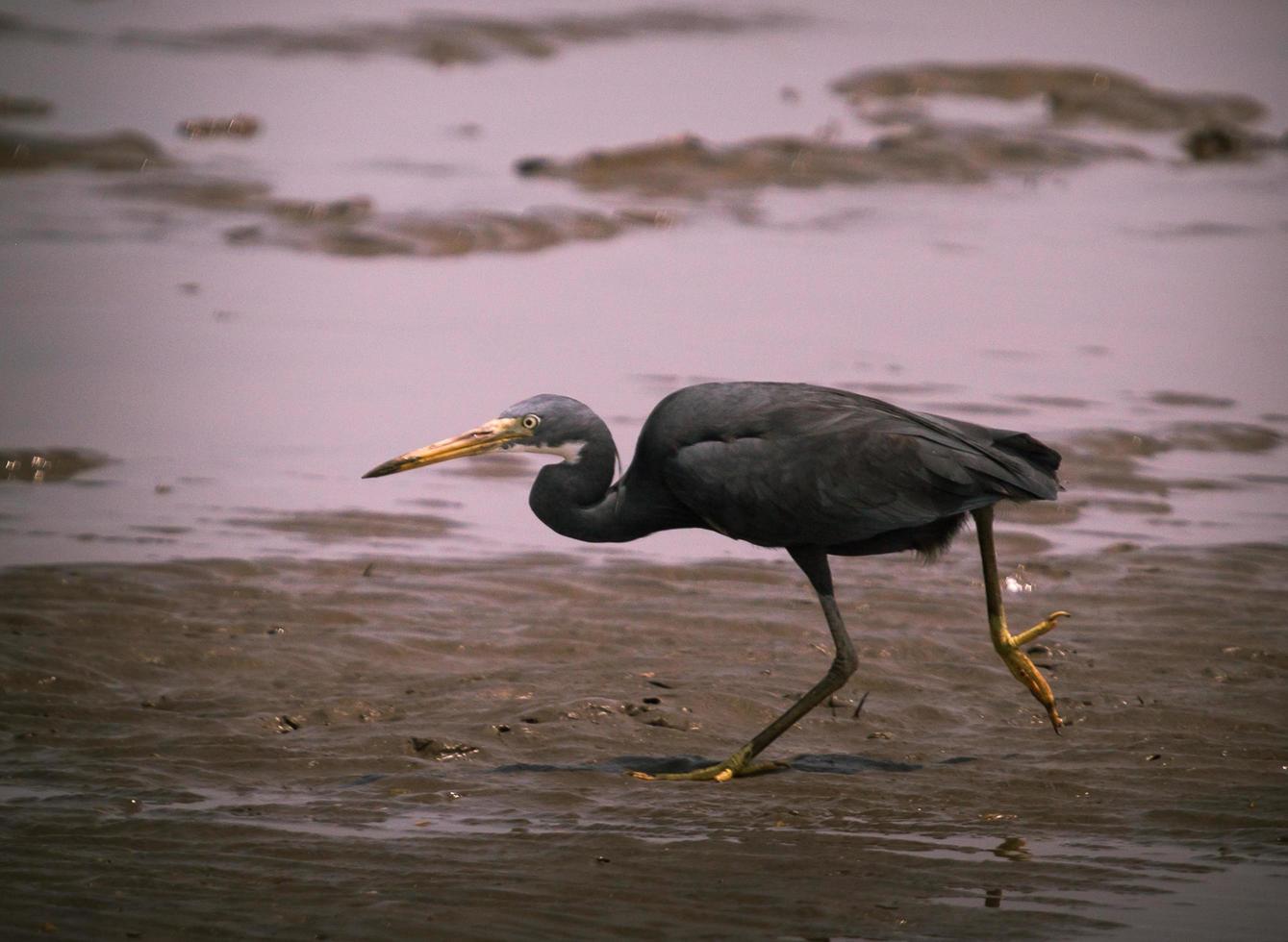 Black heron hunting at low tide photo