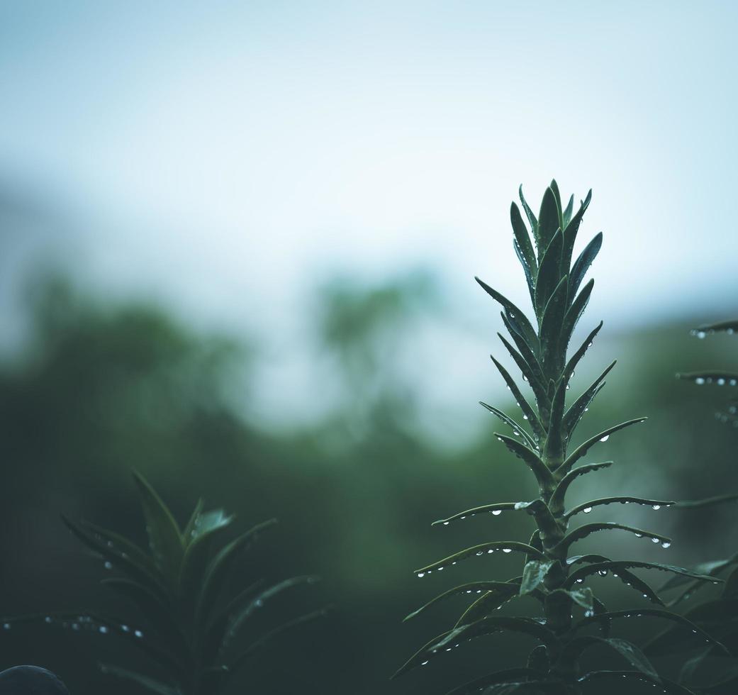 primer plano, de, un, planta verde foto