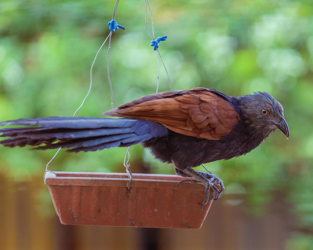 pájaro marrón y negro en un comedero para pájaros foto