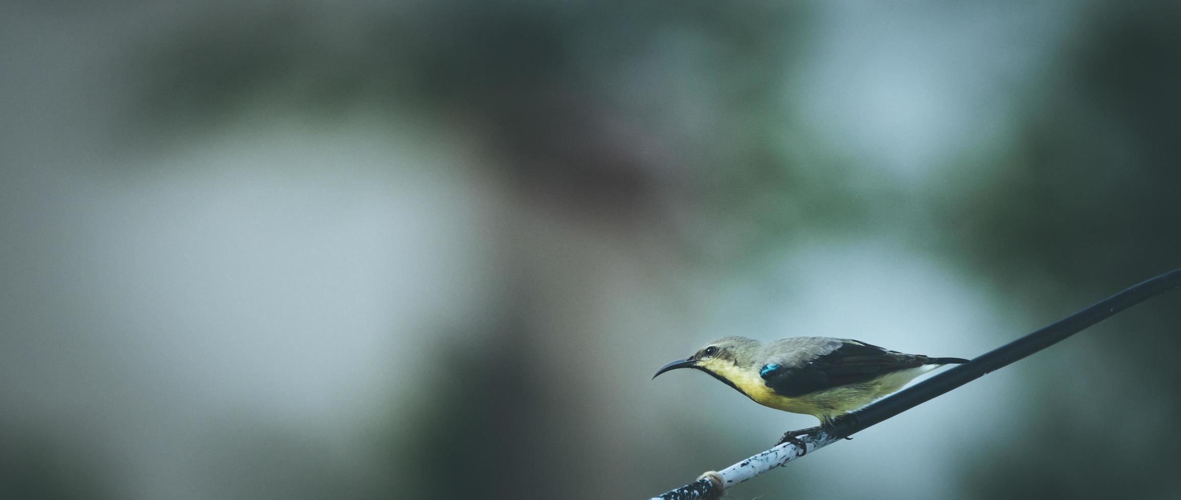 Yellow and black bird on a tree branch photo