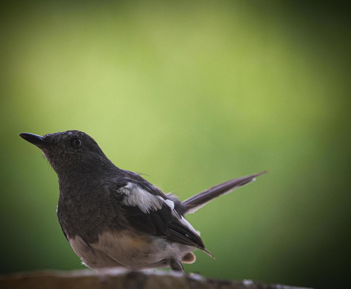 Close-up of a bird outside photo