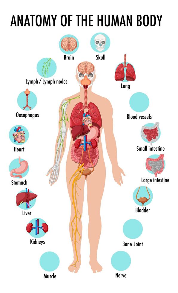 Anatomy of the human body information infographic vector