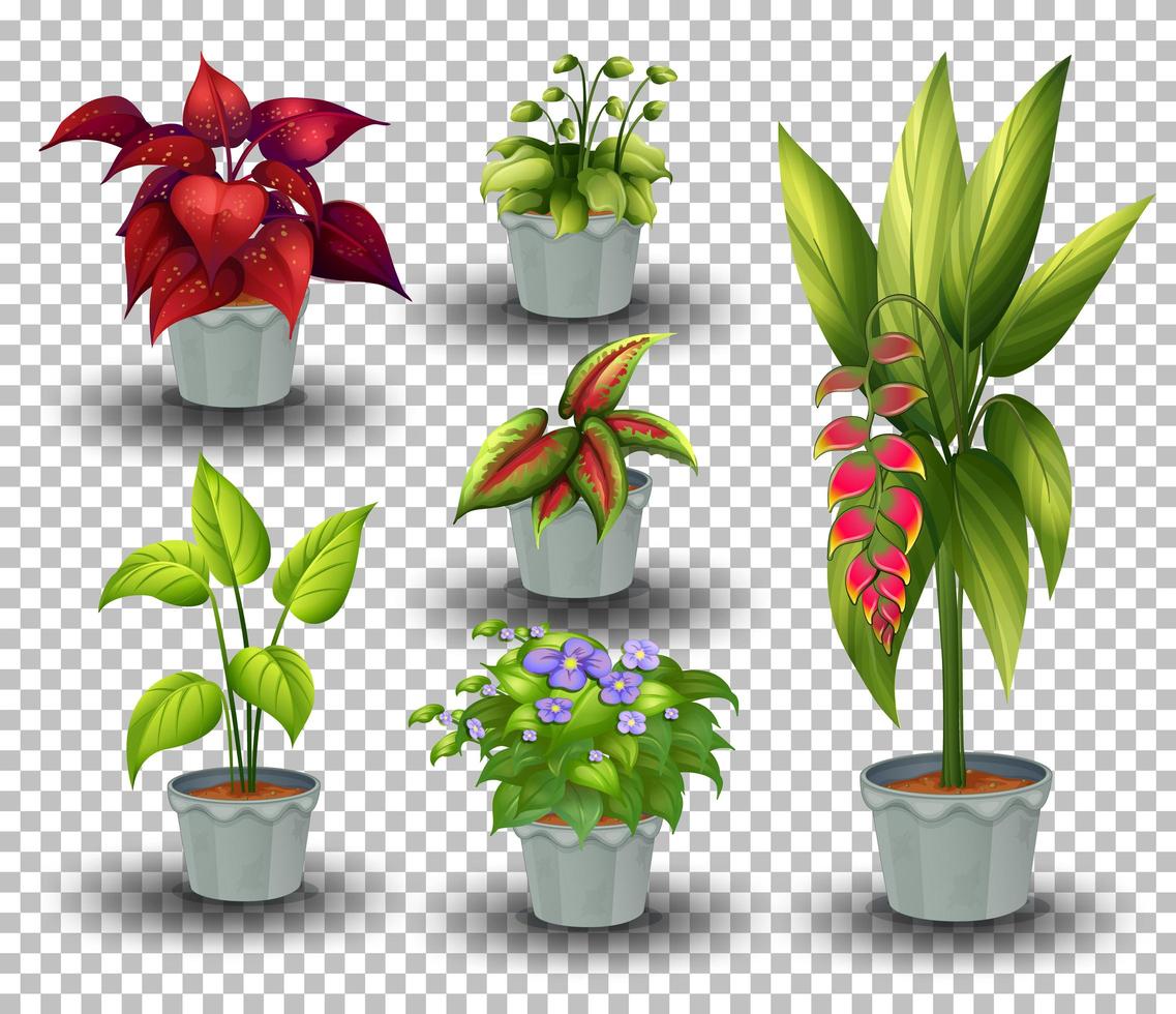 conjunto de planta en maceta sobre fondo transparente vector