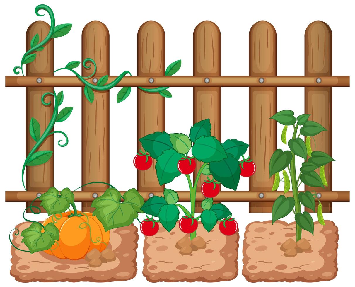 Vegetables growing in the garden on white background vector
