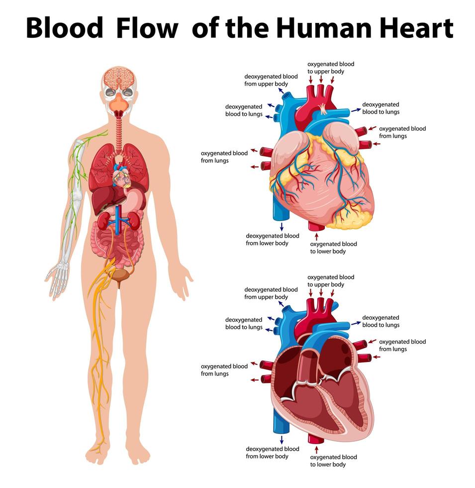flujo sanguíneo del corazón humano infografía de información vector