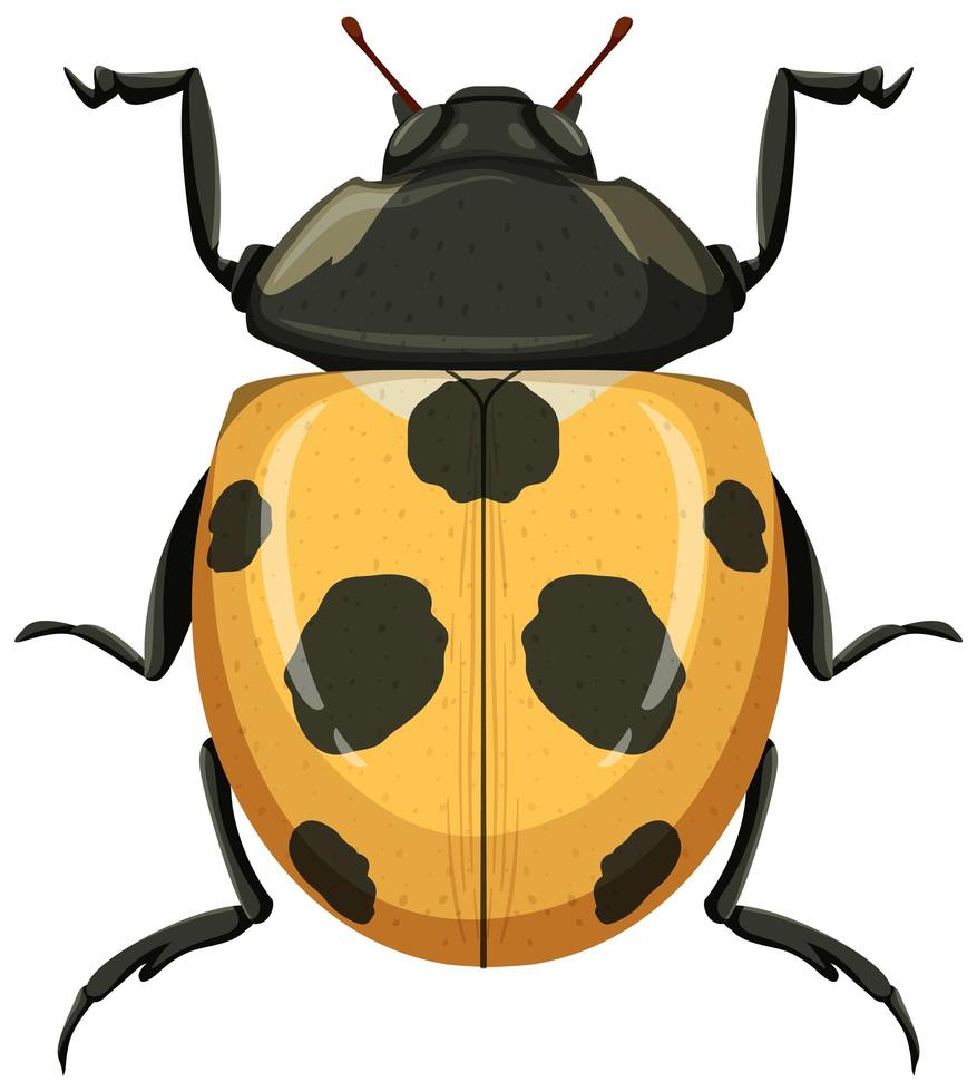 Yellow ladybug or ladybird isolated on white background vector