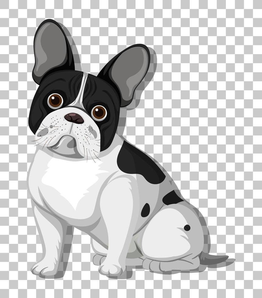 Bulldog francés en posición sentada personaje de dibujos animados aislado sobre fondo transparente vector