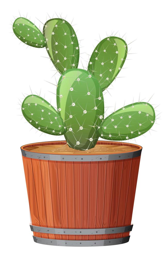 Prickly Pear Cactus in a wooden pot on white background vector